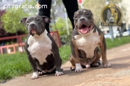 Pocket Bully puppies