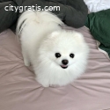 pomeraniam puppy for adoptiom