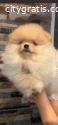 Pomeranian, beautiful puppies