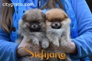 Pomeranian Boo puppies