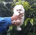 Pomeranian Puppies available...