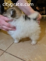 Pomeranian Puppies Available