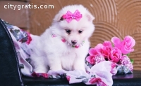 POMERANIAN puppies for sale