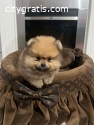 Pomeranian puppies of top quality