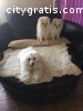 Pomeranian puppies