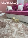 Pomeranian puppies