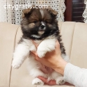 Pomeranian Spitz