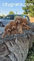 Poodles are beautiful dogs