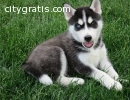 potty trained Siberian Huskies puppies