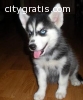 potty trained Siberian Huskies puppies