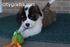 potty-trained St Bernard puppies