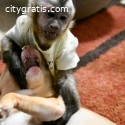 Precious female baby Capuchin monkey av