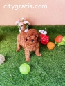 Premium toy and miniature poodles