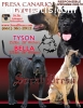 Presa Canario Puppies, UKC Registered, 1