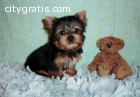 Pretty Yorkie Terrier puppies