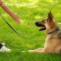 Pro Canine Center