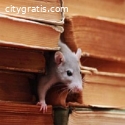 ProActive Pest Control