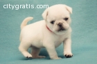 Pug Puppies Available now