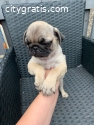 Pug Puppies Available