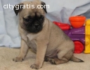 pug puppies for good home