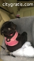 Pug Puppies for sale Under $500 Near me
