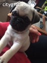 pug puppies for sale