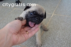Pugs available , for new homes very lov