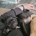 Pugs for Sale Near me Under $500 | Pug B