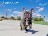 Pure Blue French Bulldog Pups Text Us At