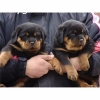 Pure breed Rottweiler Puppies