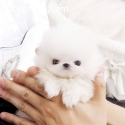 Pure Breed tea cup Pomeranian Puppies