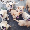 Pure Males/Females Young Golden Retrieve