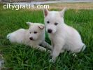 Purebred Blue Eye Siberian Husky Puppies