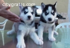 Purebred Blue Eye Siberian Husky Puppies