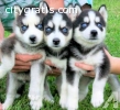 Purebred Blue Eye Siberian Husky Puppies