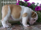 Purebred English Bull Dog Puppies