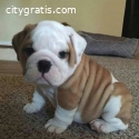 Purebred English Bulldog puppies for Re-