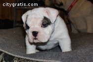 Purebred English Bulldog Puppies