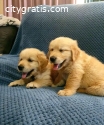 Purebred Golden retriever puppies.