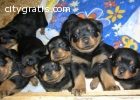 Purebred Males/Females Rottweiler Pups