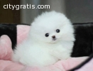 Purebred Pomeranian Puppies Ready