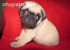 Purebred pug puppies