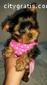 Purebred Tiny Yorkie Puppies