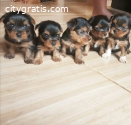 Purebred Yorkie puppies for adoption