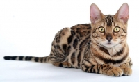 Purebreed bengal kittens for sale