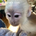 QUALITY, BEST SOCIALIZED MONKEYS AVAILAB