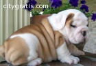 Quality English Bulldog Puppies