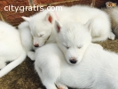 Quality Siberians husky Puppies