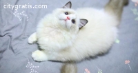 Ragdoll & British shorthair kittens