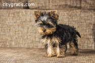 Ready yorkshire Terrier Puppies